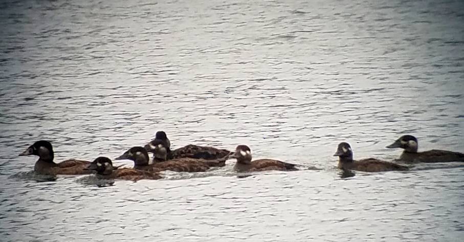 Surf Scoter - John Haire