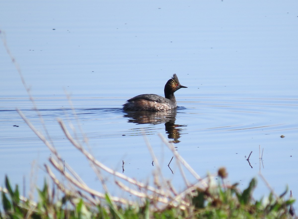 Eared Grebe - ML511825591