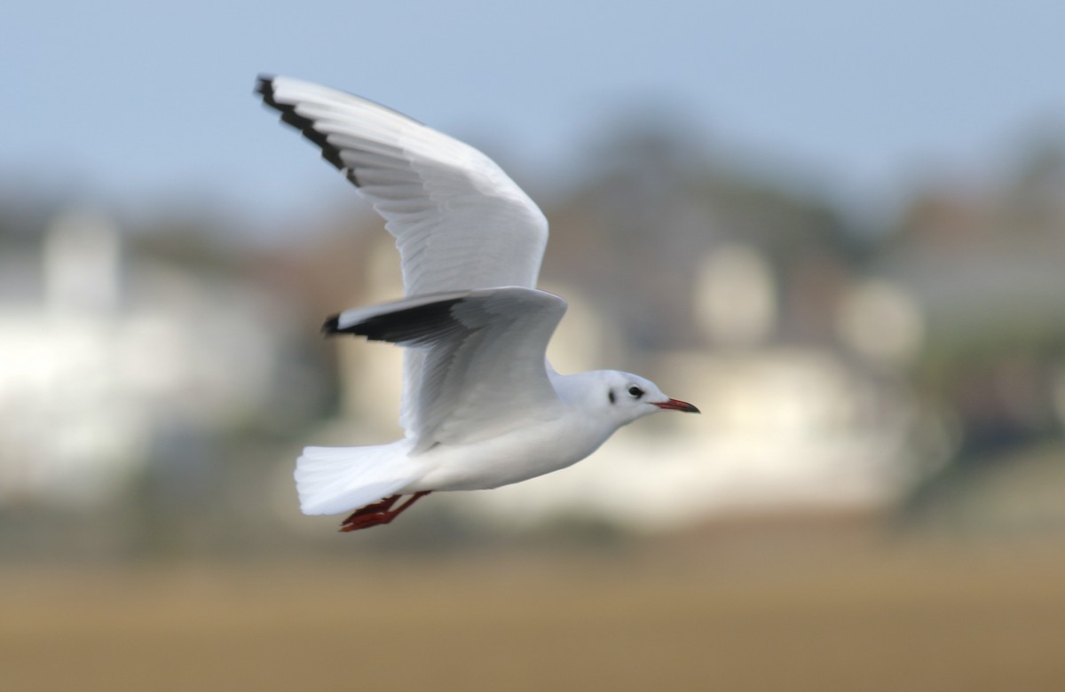 Black-headed Gull - ML511825671