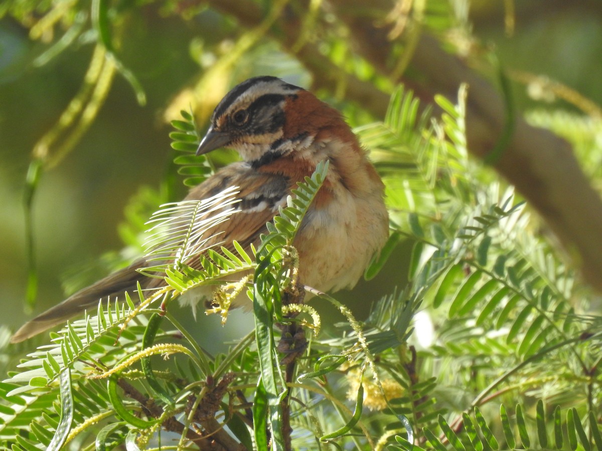 Rufous-collared Sparrow - José Otero