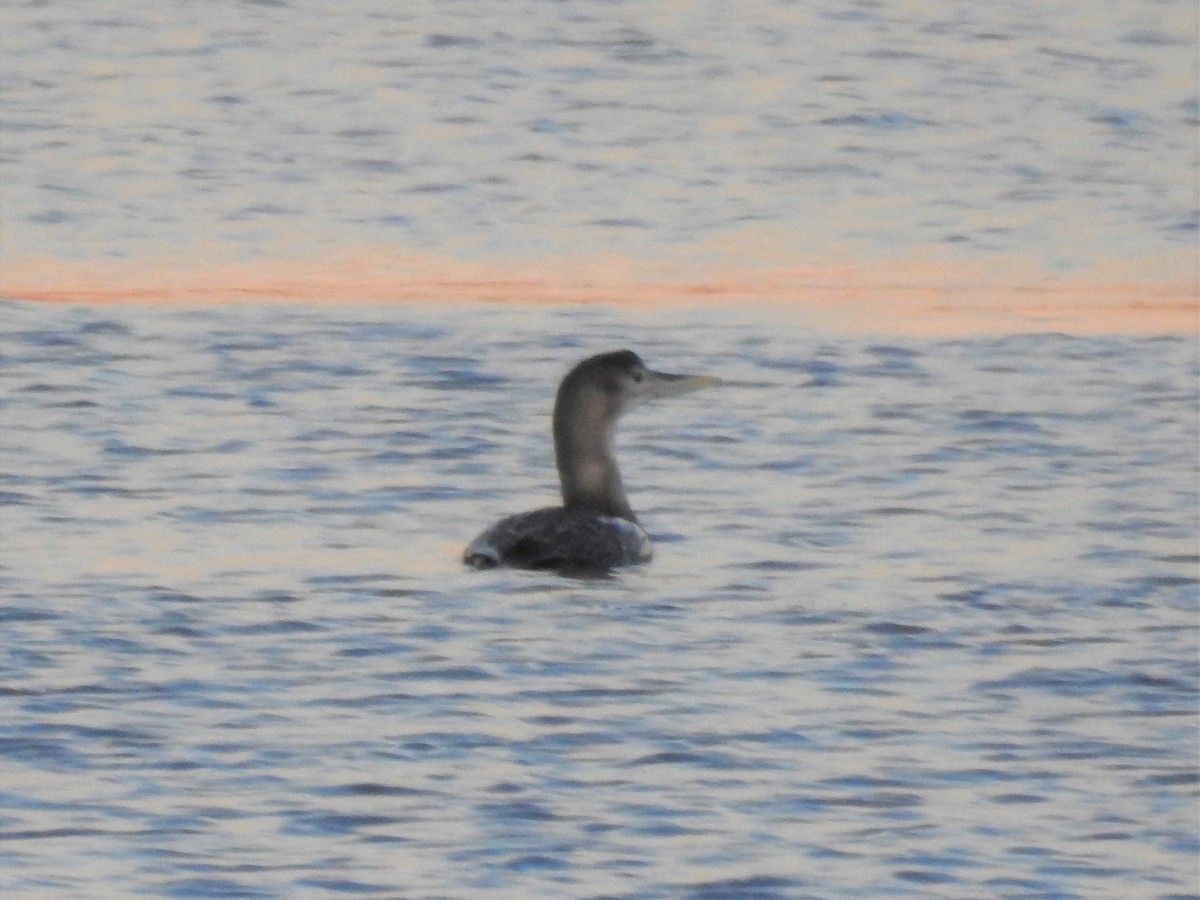 Yellow-billed Loon - ML511827311