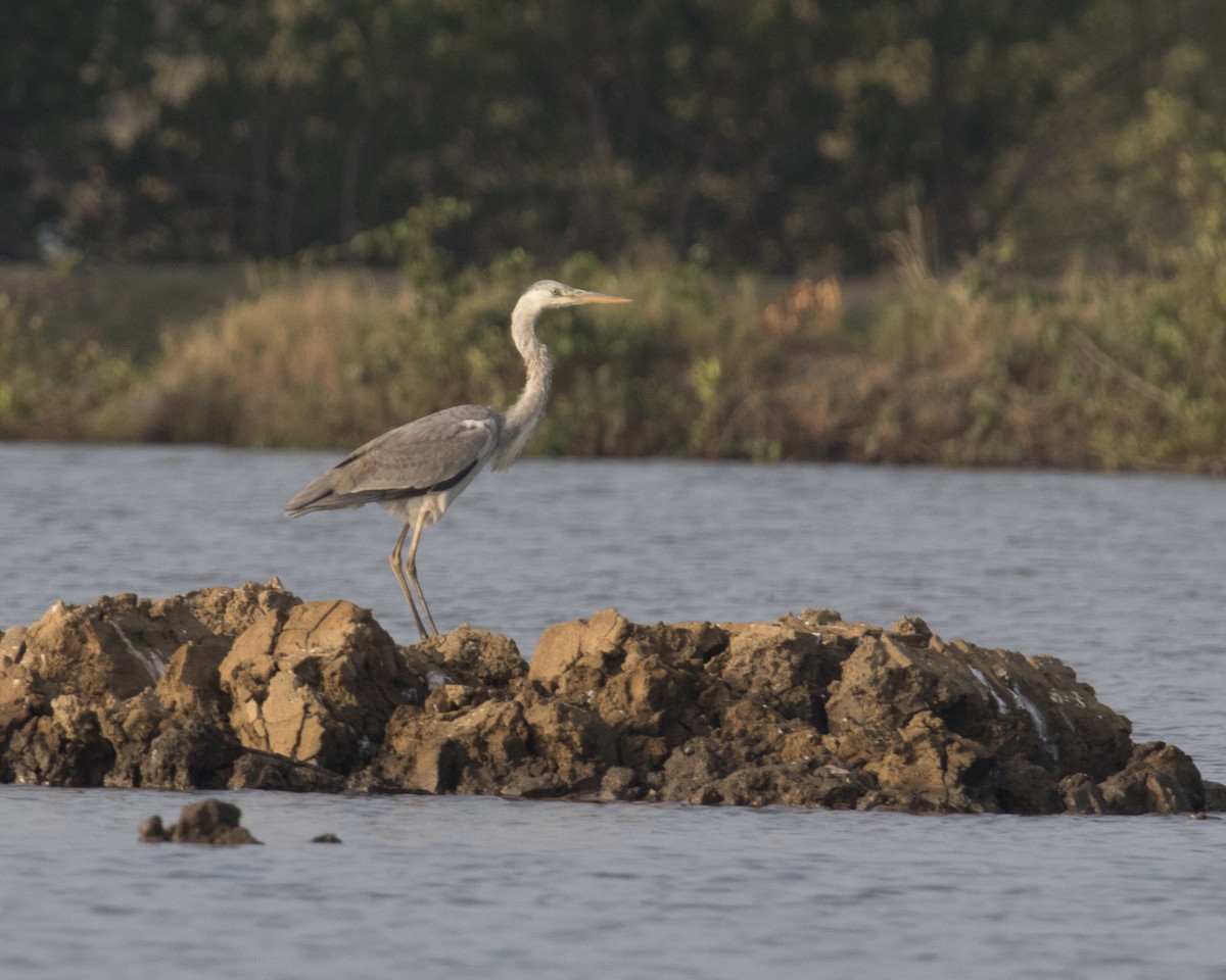 Gray Heron - ML511828411