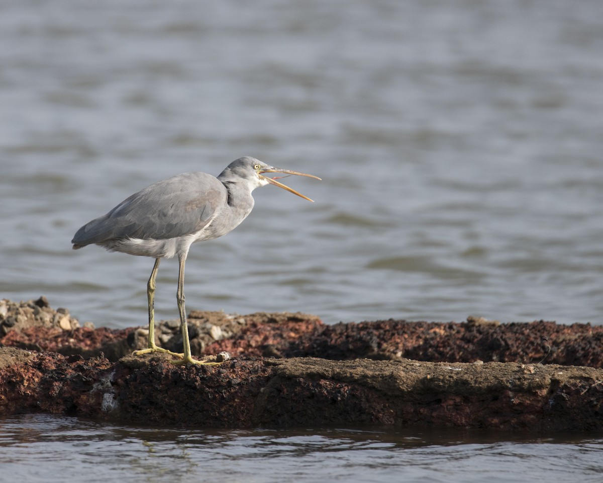 strandhegre - ML511828611