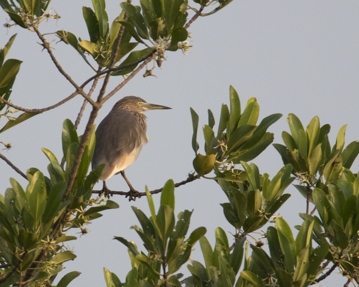 mangrovehegre - ML511828641