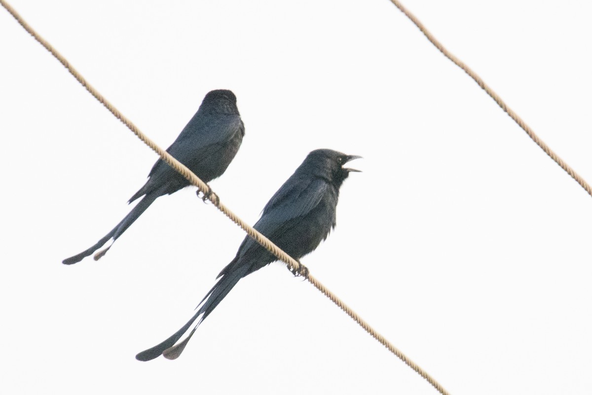svartdrongo - ML511829041
