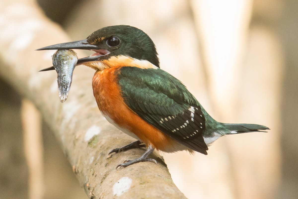 American Pygmy Kingfisher - ML51182931