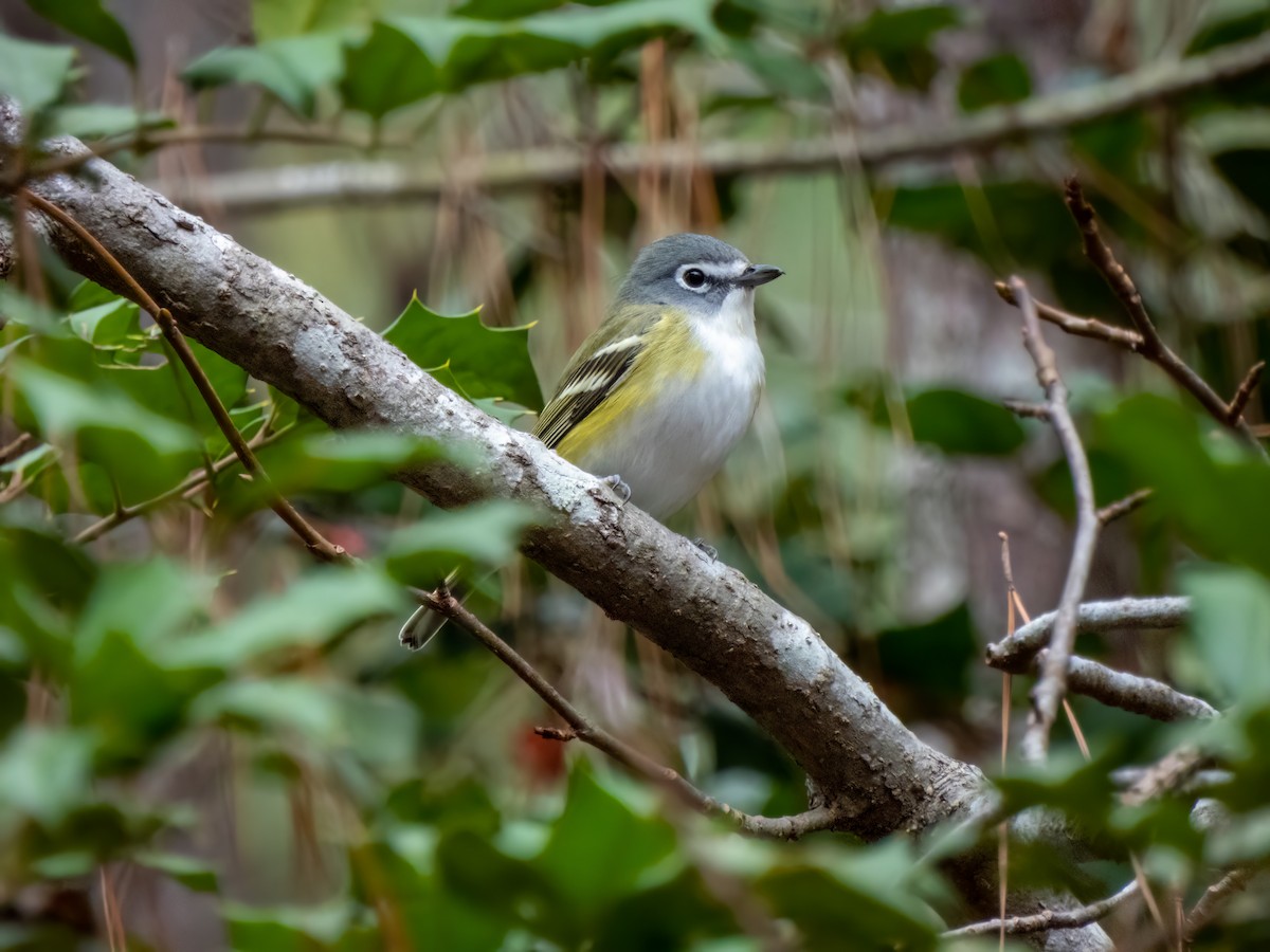 Mavi Başlı Vireo - ML511829821