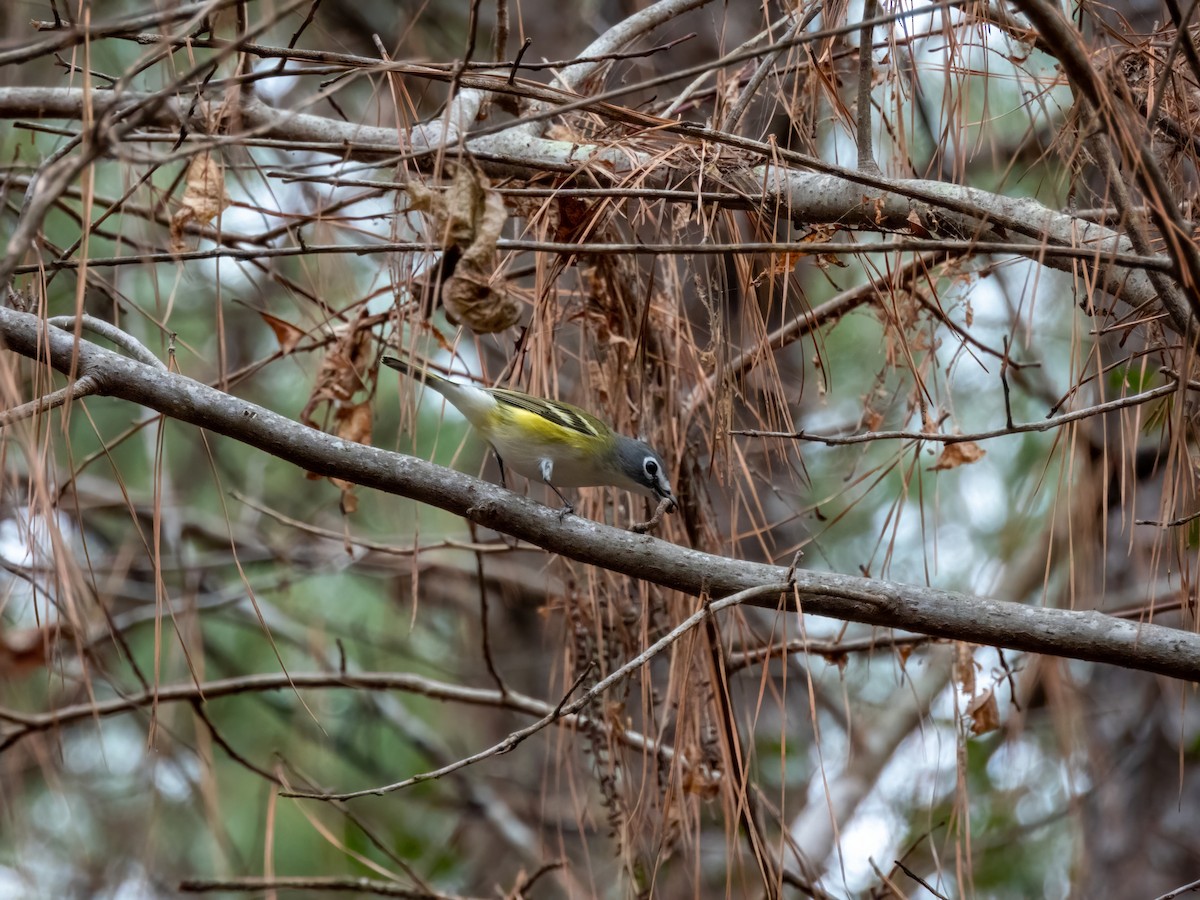 Blue-headed Vireo - Matthew Krawczyk