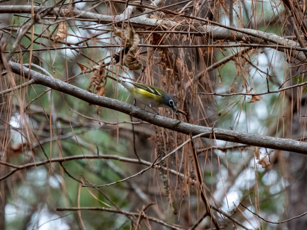 Blue-headed Vireo - Matthew Krawczyk