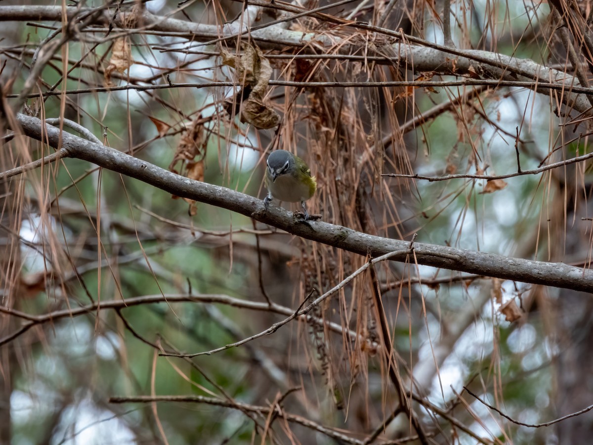 Blue-headed Vireo - ML511829951