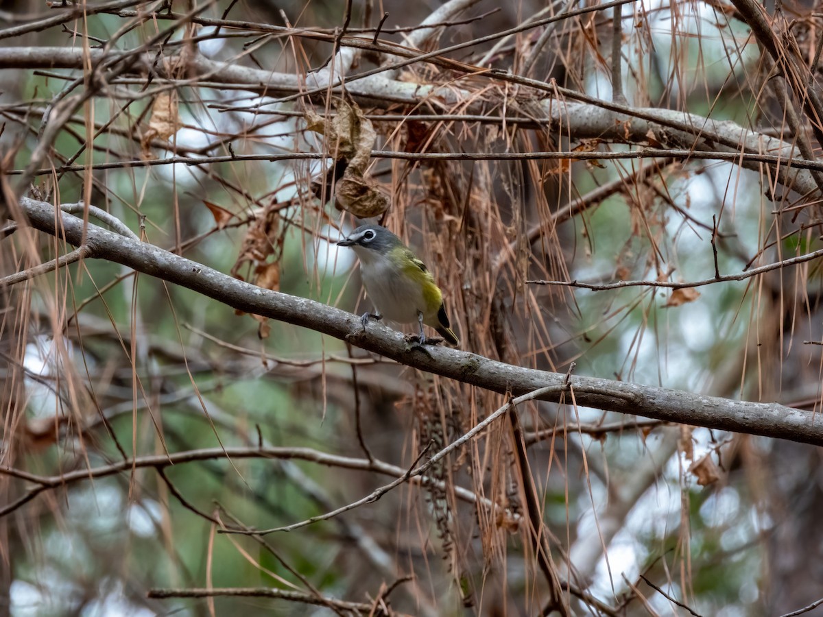 Blue-headed Vireo - Matthew Krawczyk