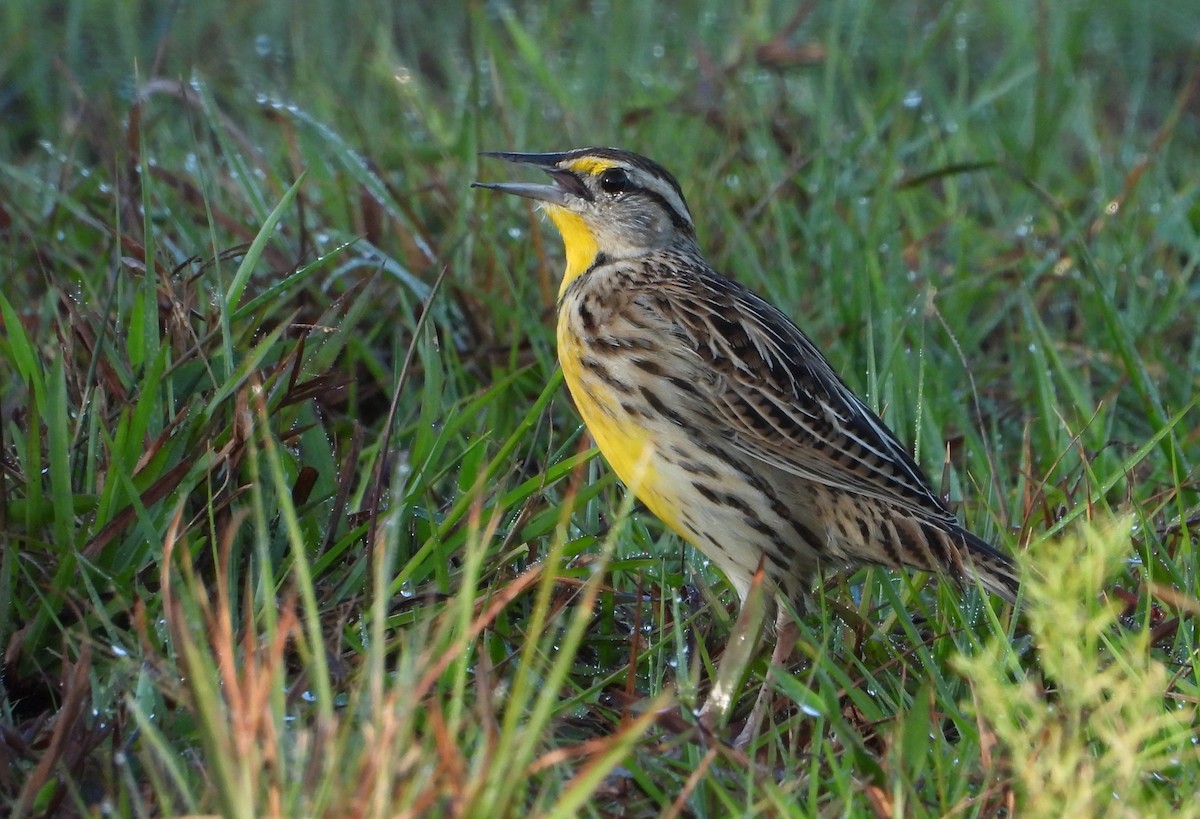 Eastern Meadowlark - ML511830921