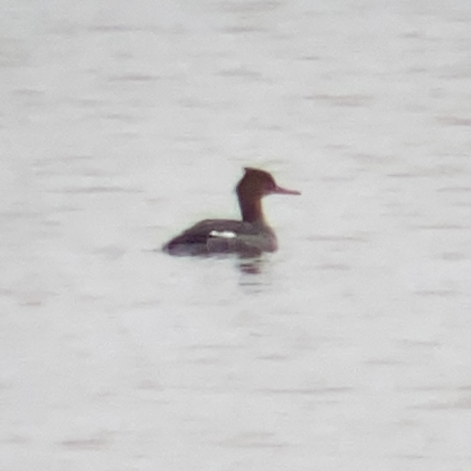 Red-breasted Merganser - ML511832161
