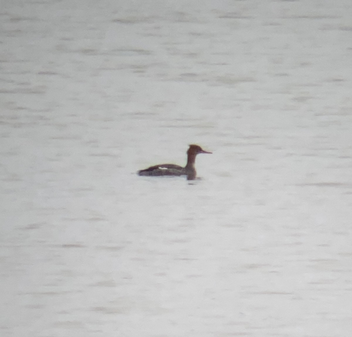 Red-breasted Merganser - ML511832171