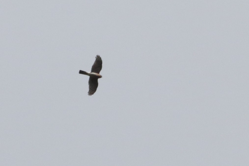 Eurasian Sparrowhawk - Alexandre Hespanhol Leitão