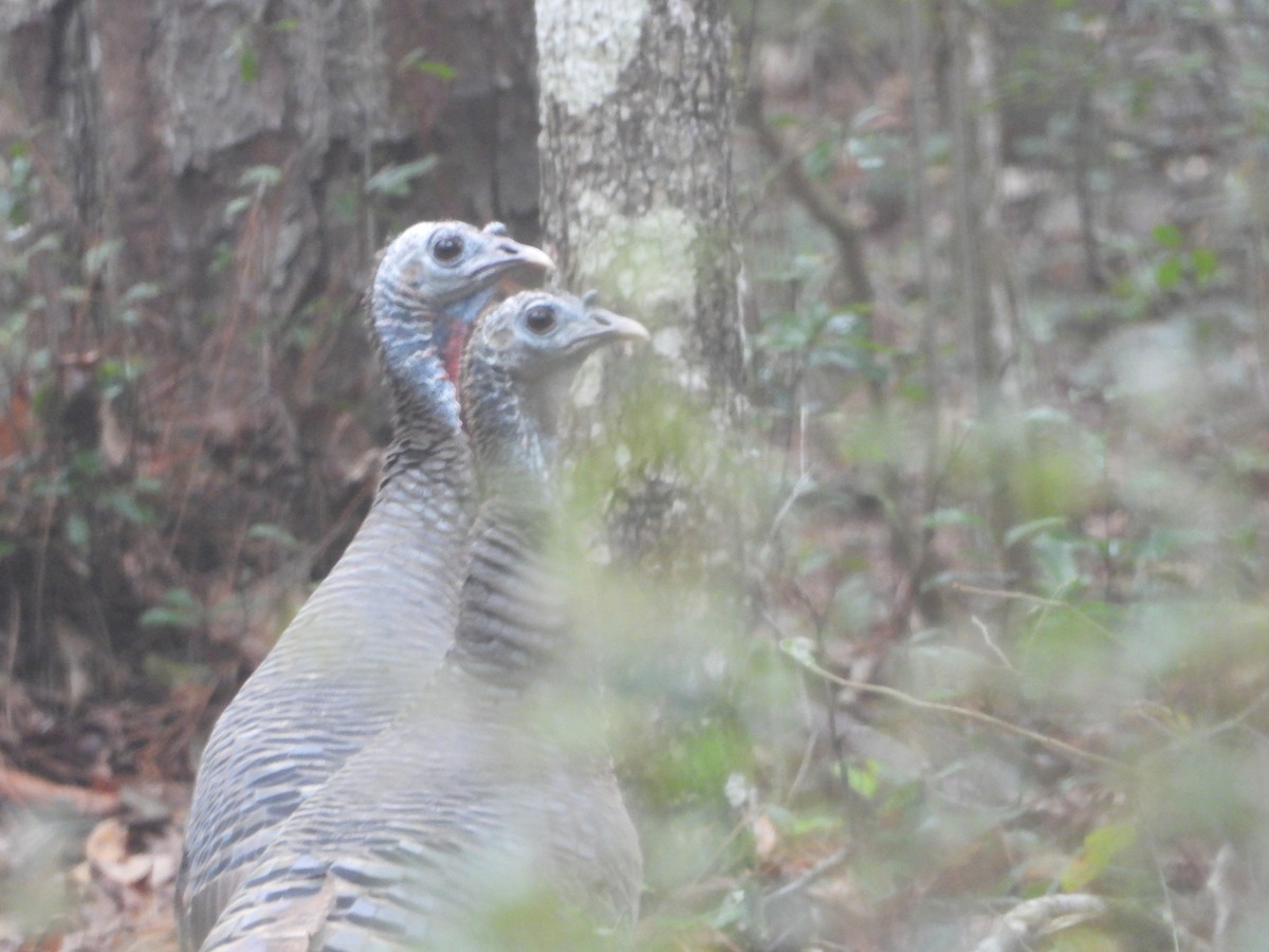 Wild Turkey - ML511834141