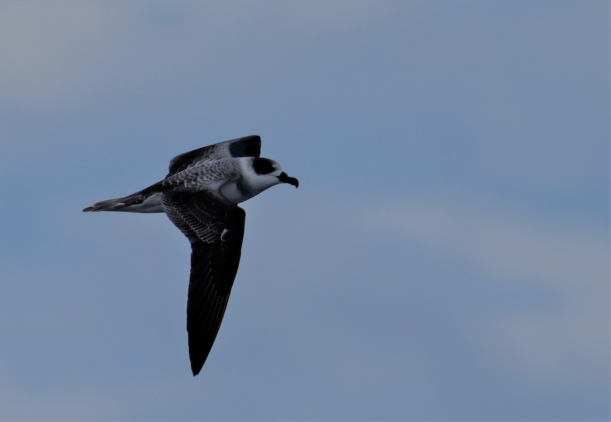 White-necked Petrel - Dave Howes