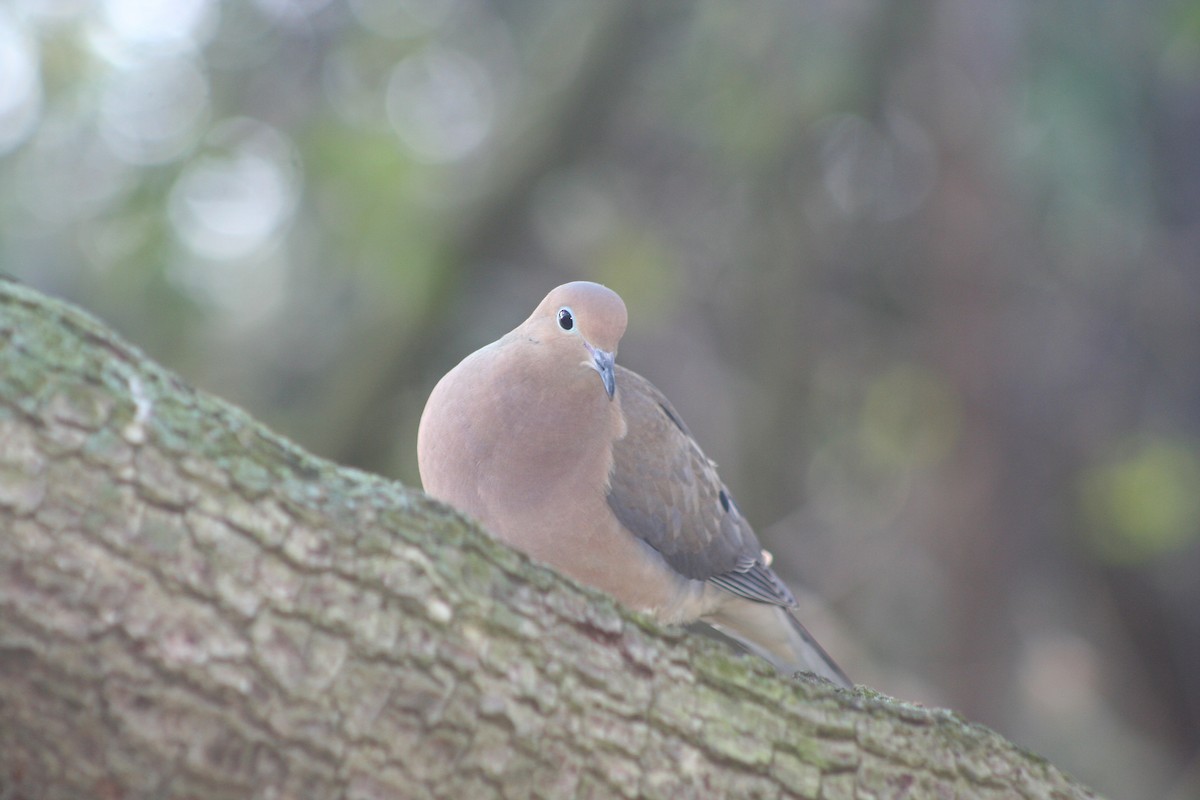 Mourning Dove - ML51183631