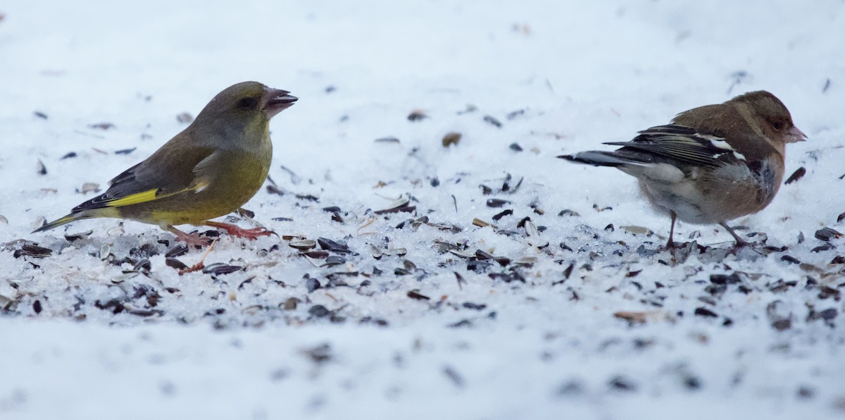 Common Chaffinch - ML511836451