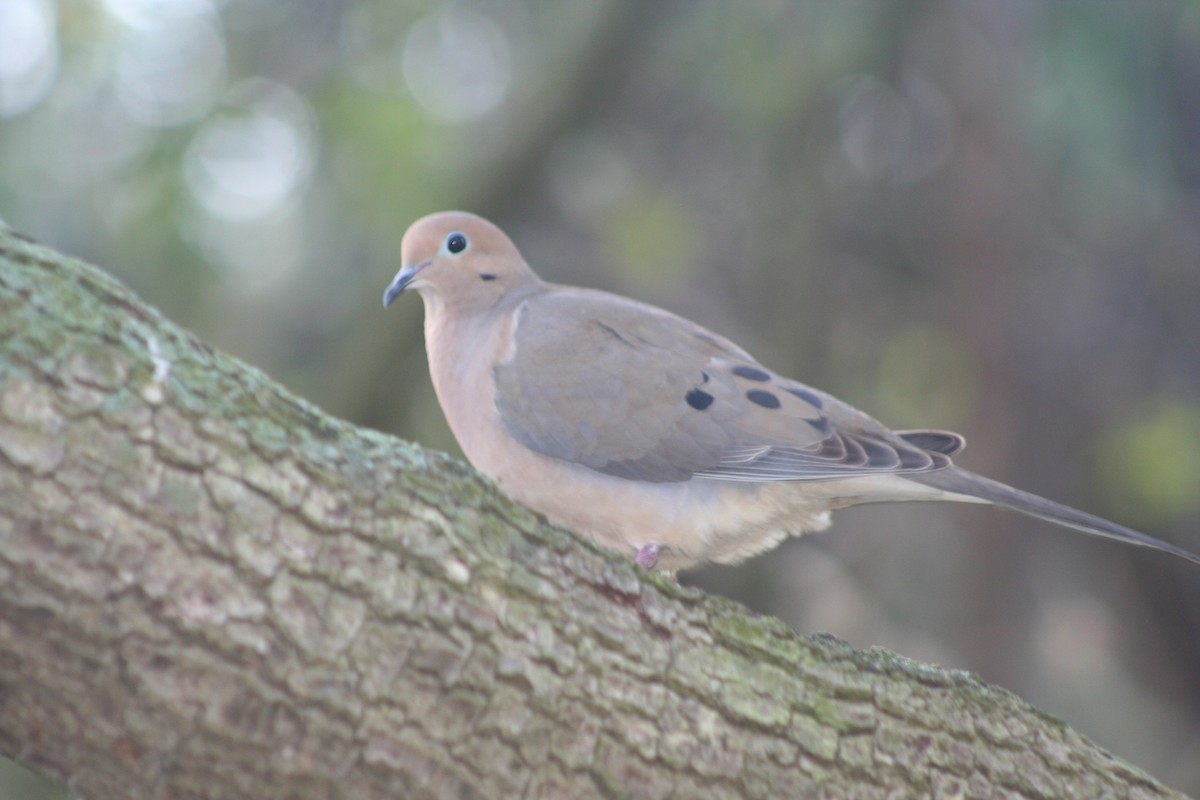 Mourning Dove - David Simpson