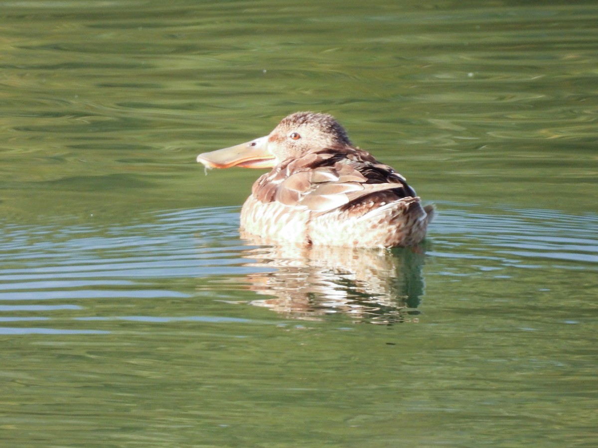 Northern Shoveler - ML511836881