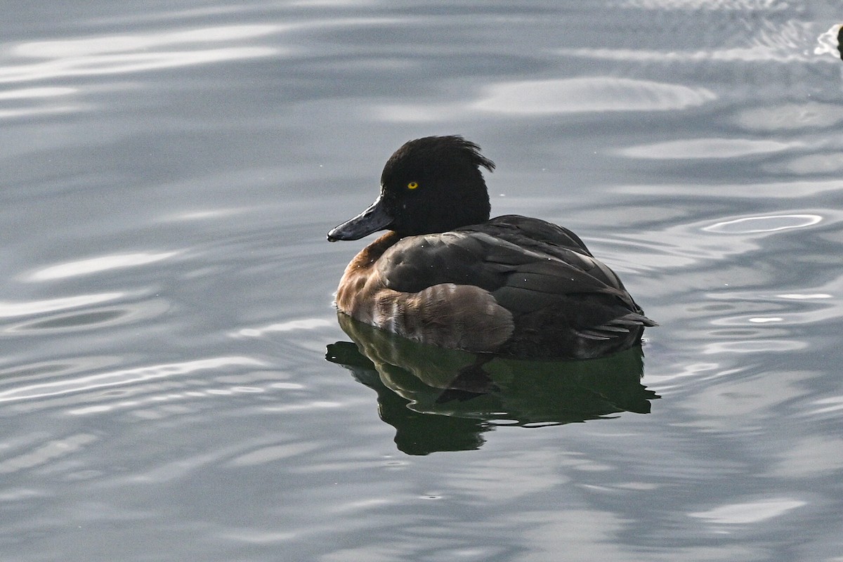 Tufted Duck - ML511837231