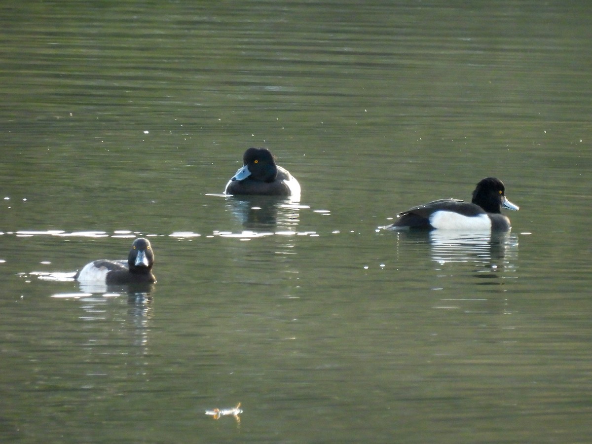 Tufted Duck - ML511837251