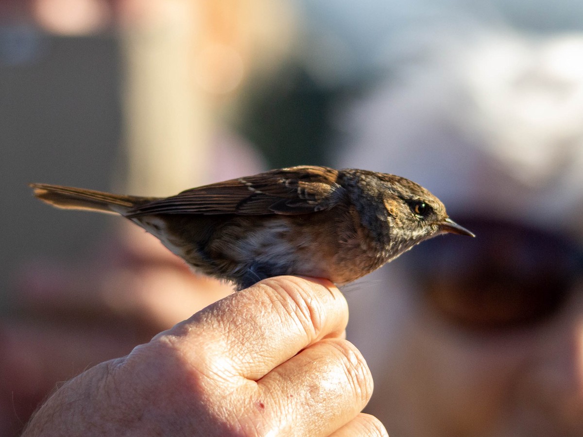 Dunnock - ML511837741