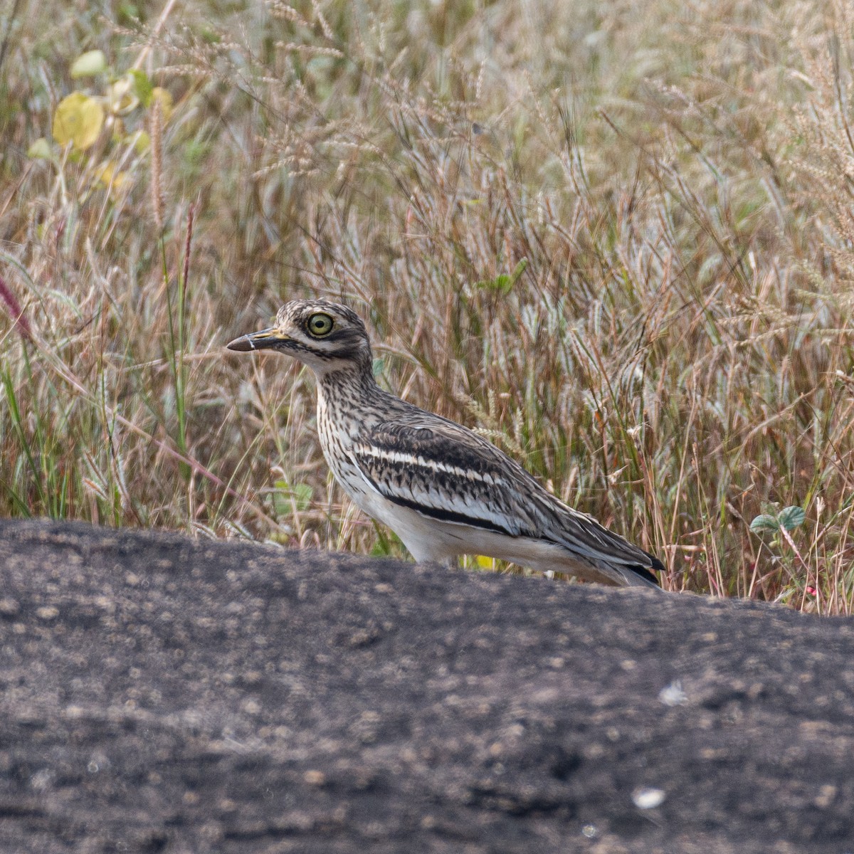 Indian Thick-knee - ML511841011