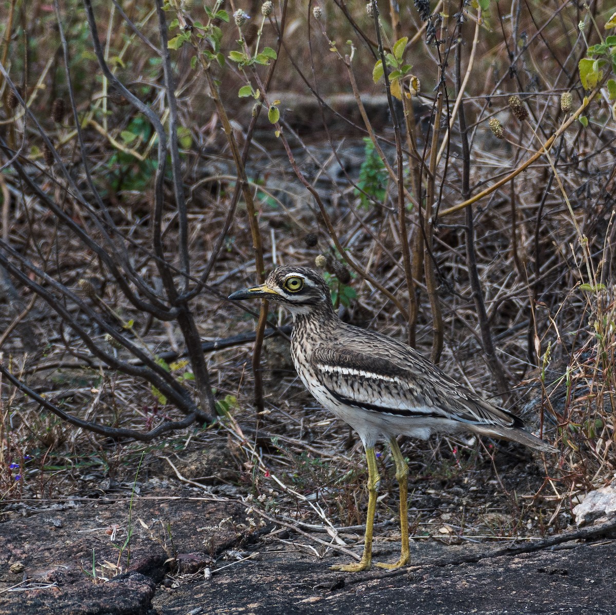 Indian Thick-knee - ML511841021