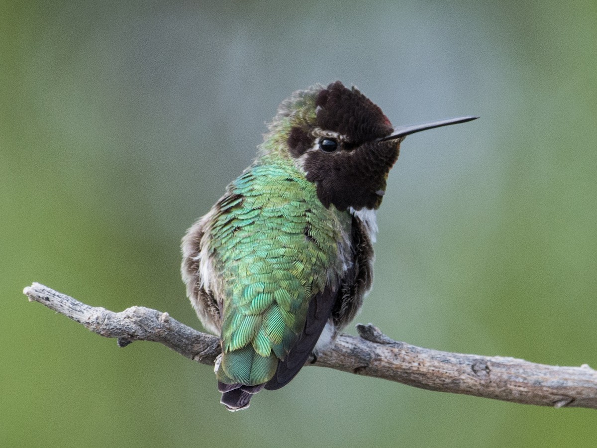 Anna's Hummingbird - ML51184311