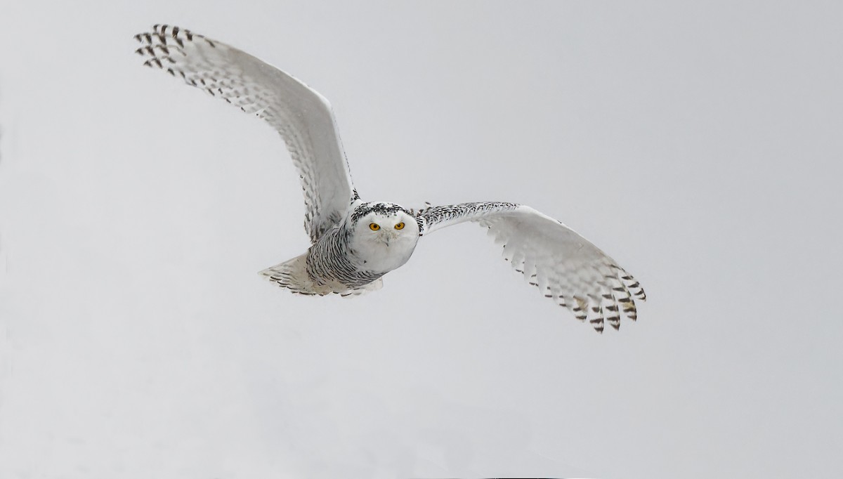 Snowy Owl - Matti Rekilä