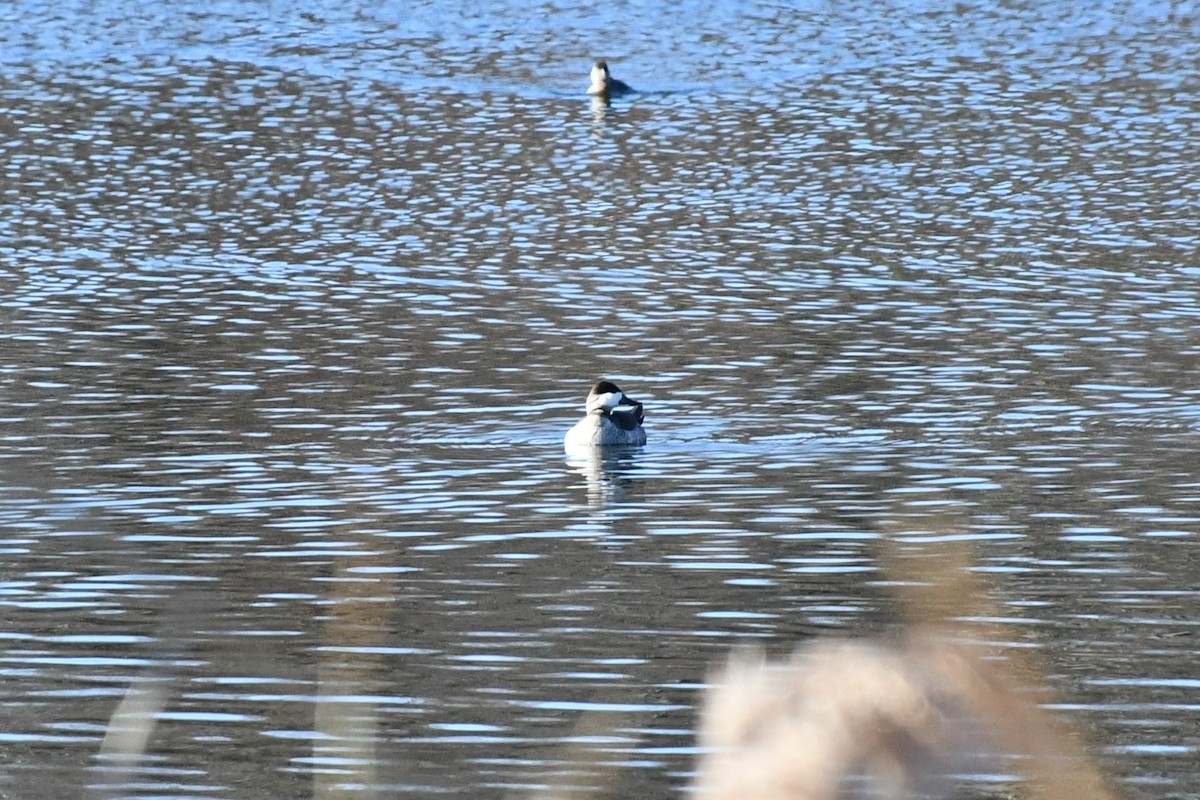 Ruddy Duck - ML511844061