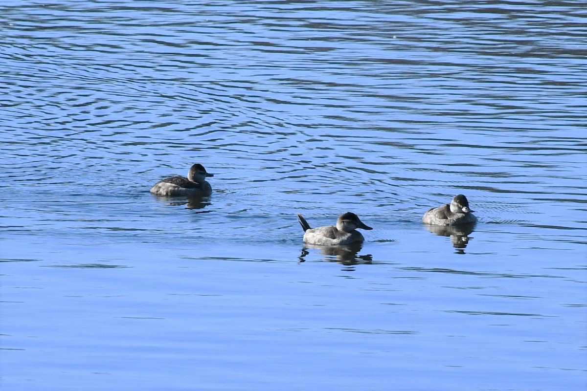 Ruddy Duck - ML511844191