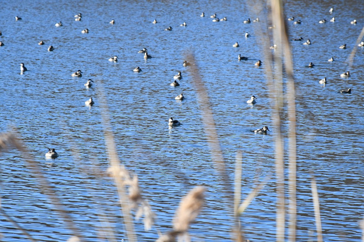 Ruddy Duck - ML511844271