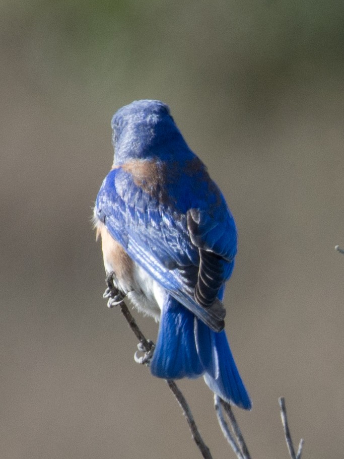 Western Bluebird - ML51184531