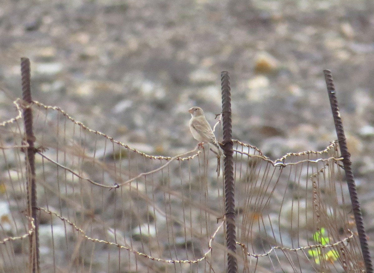 Trumpeter Finch - ML511845321