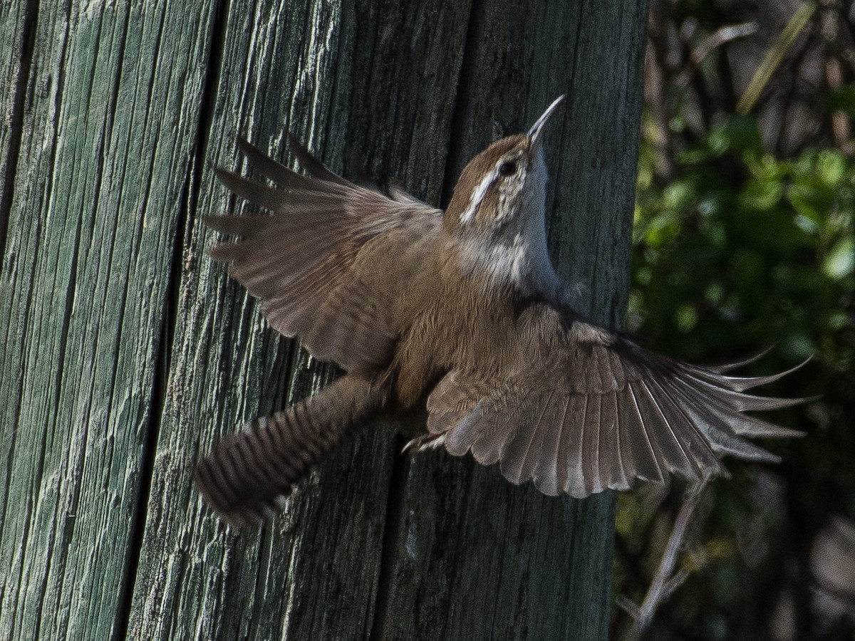 Bewick's Wren - ML51184611