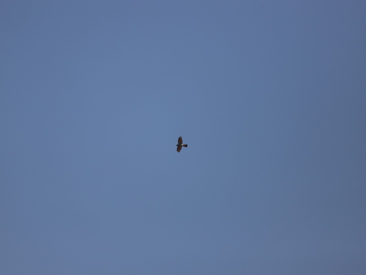 krahujec obecný - ML511847171