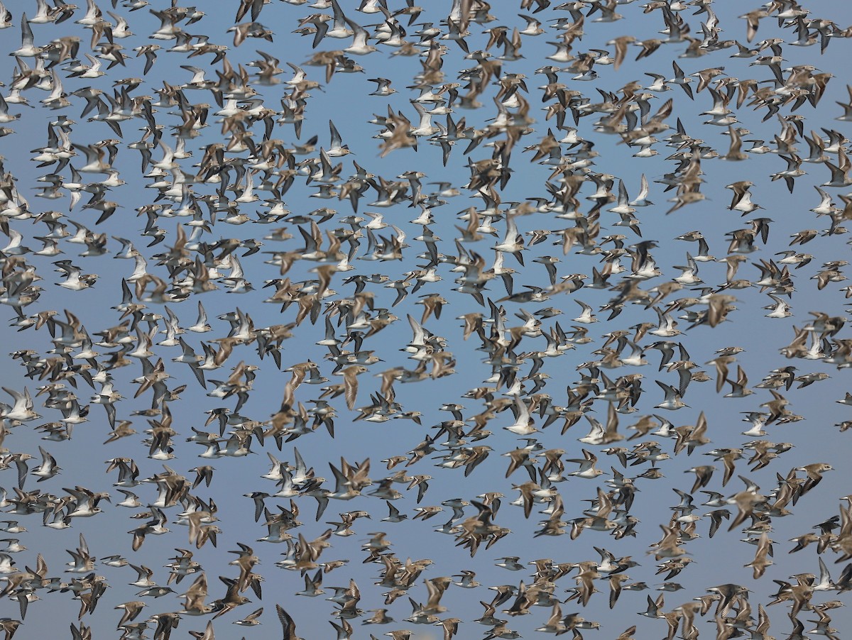 Curlew Sandpiper - ML511847451