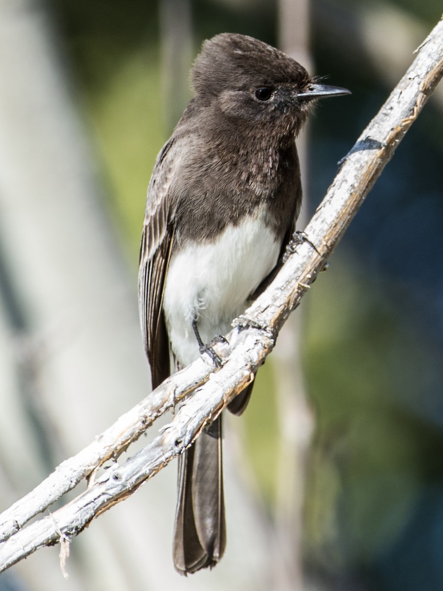 Black Phoebe - ML51184751