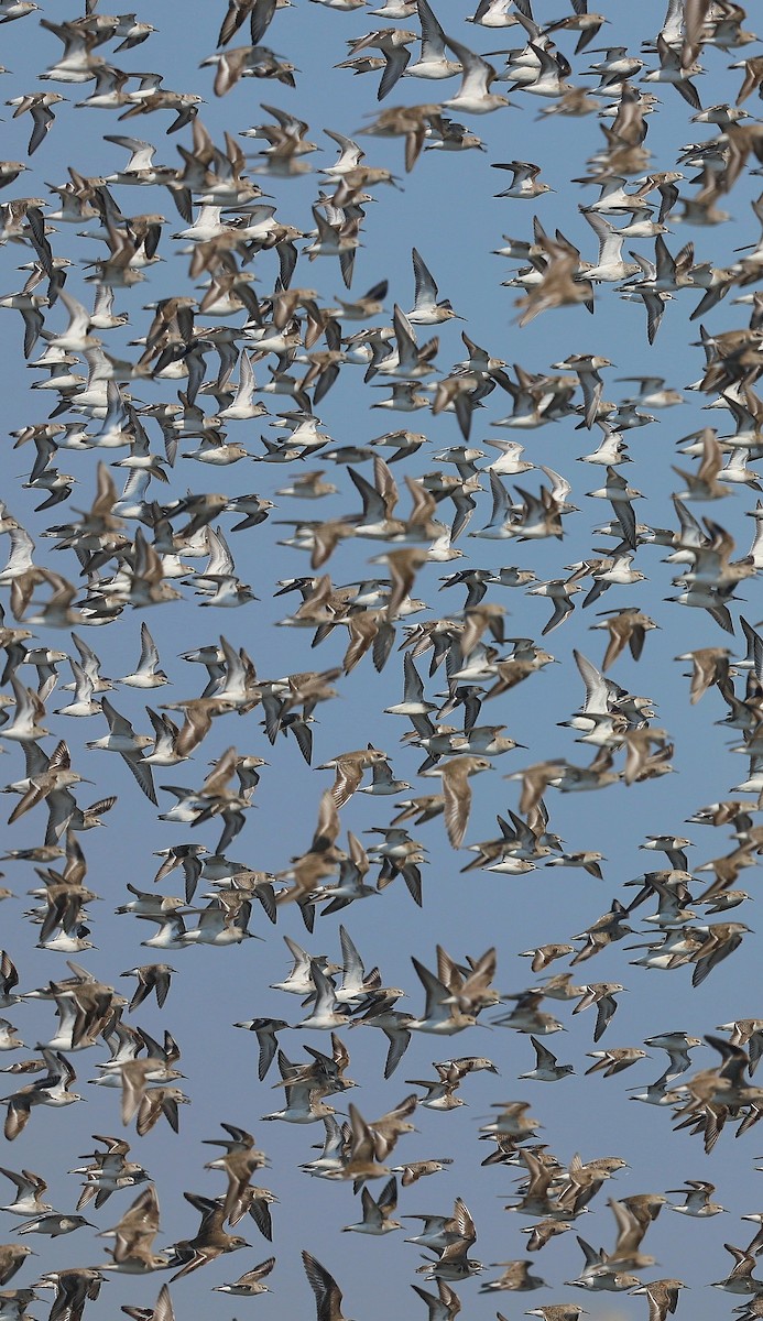 kulík tibetský - ML511847551