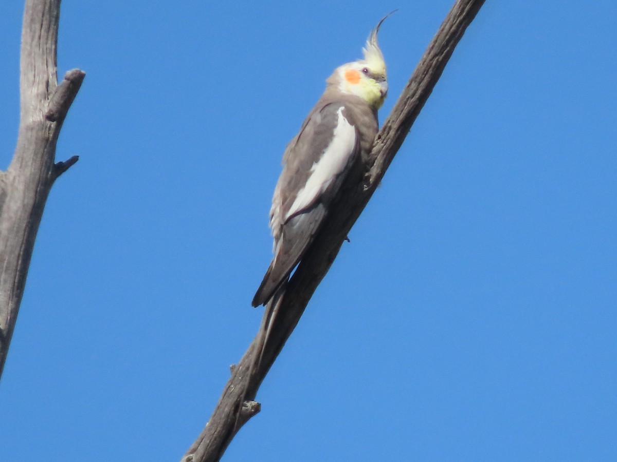 Cockatiel - ML511847691