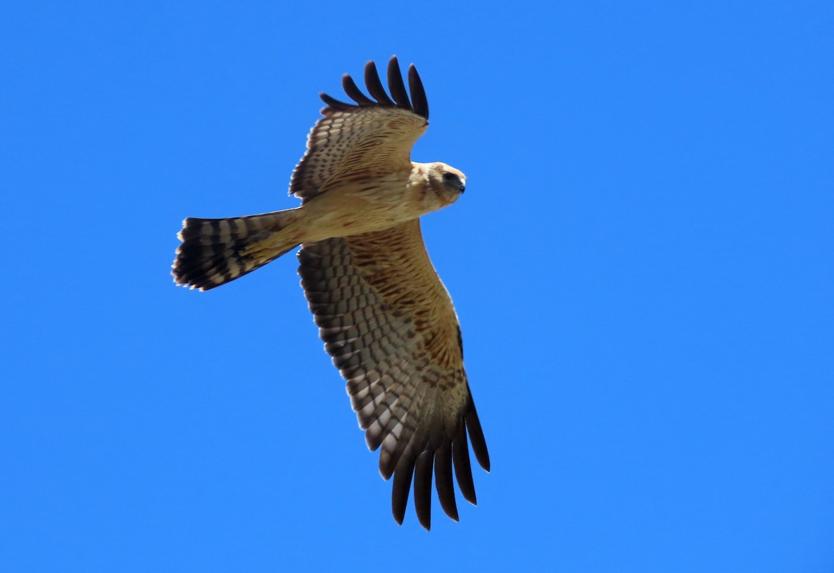 Spotted Harrier - Hugh Harvey