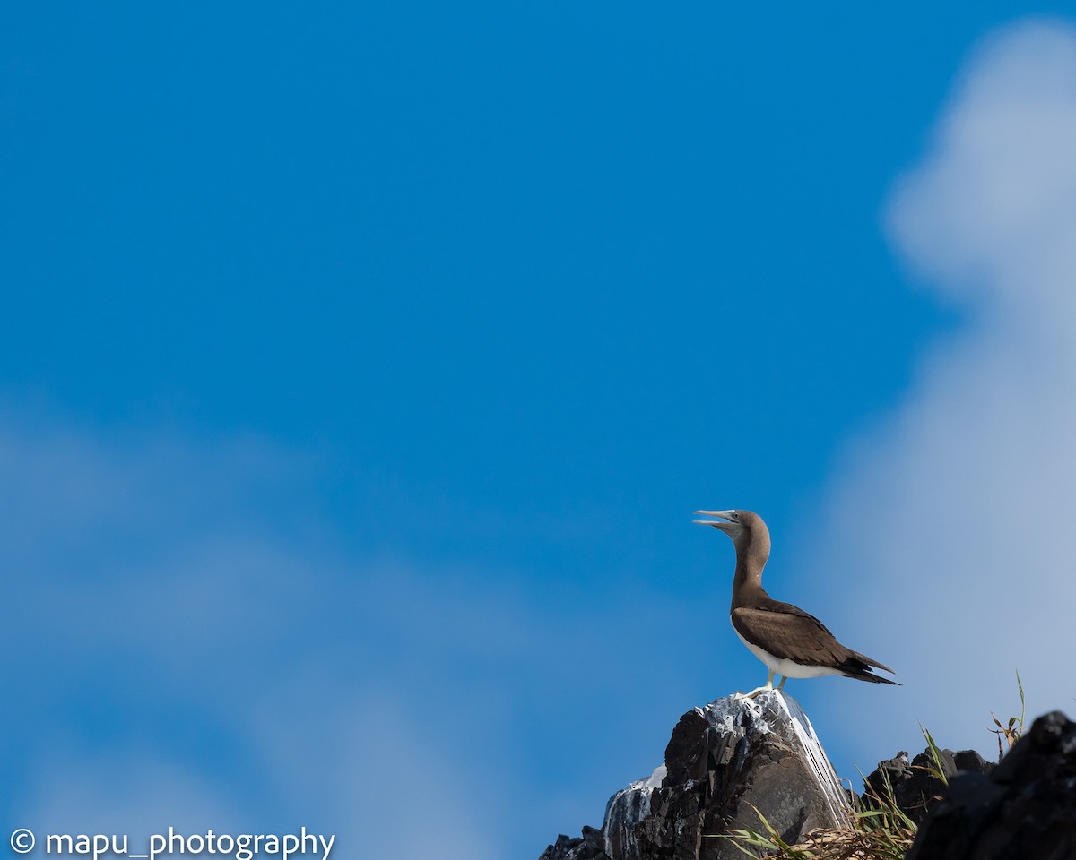 Brown Booby - ML511848171