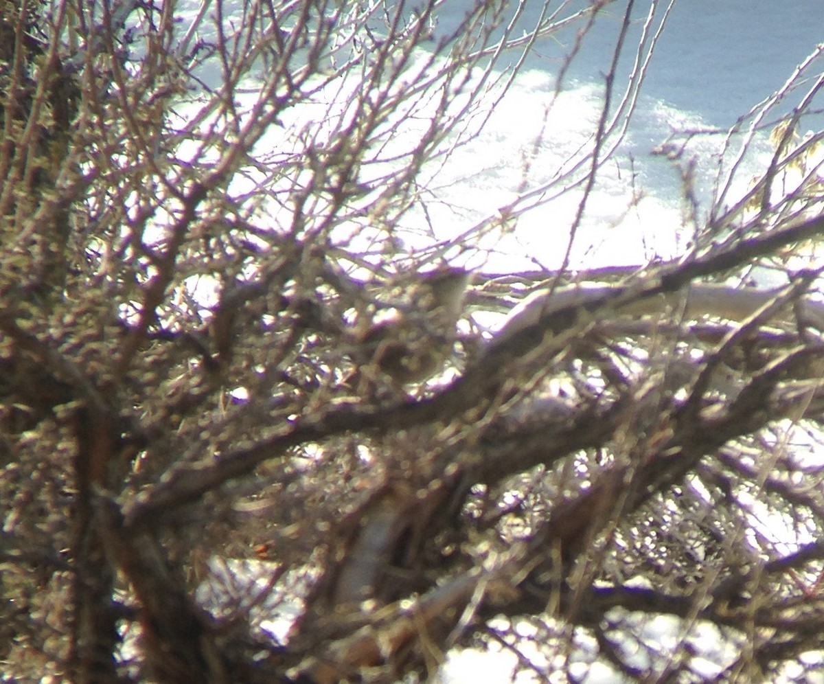Bewick's Wren - ML51184871