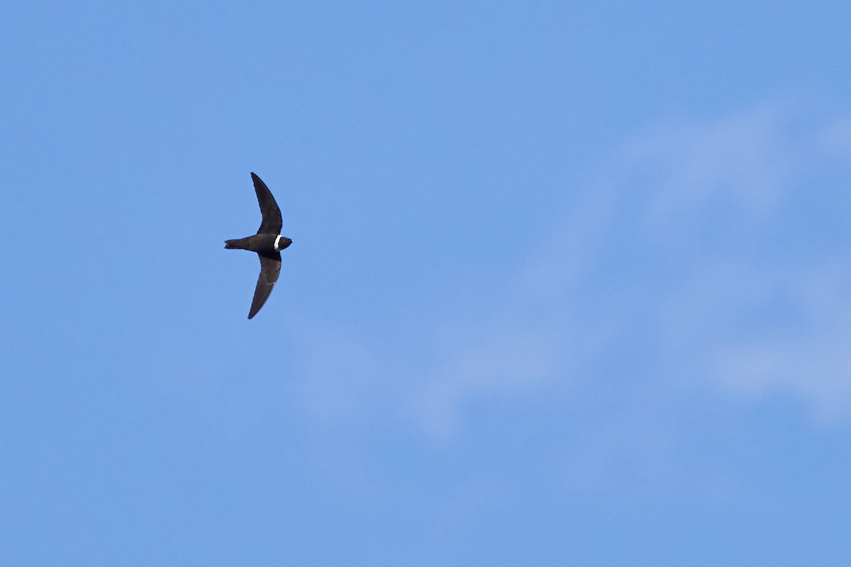 White-collared Swift - Hederd Torres García