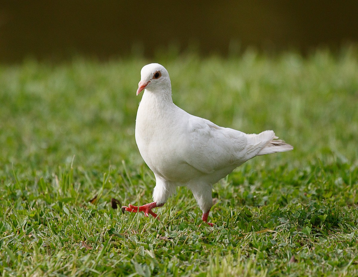 Сизый голубь (Одомашненного типа) - ML511850181