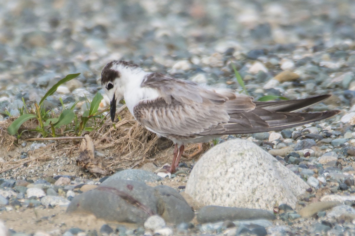 Guifette leucoptère - ML511851921