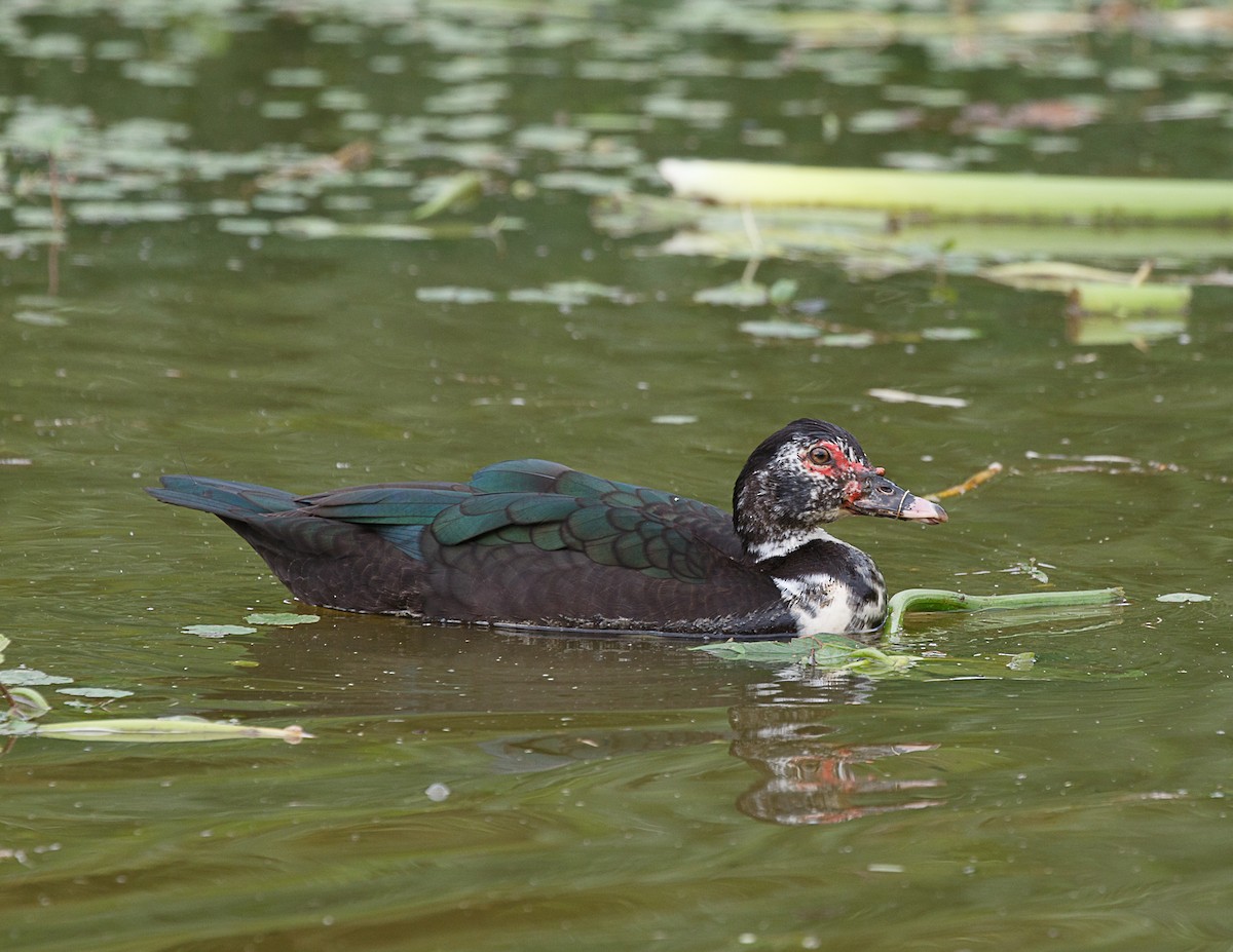 Muscovy Duck - ML511852231